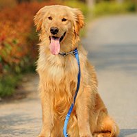 大型犬用